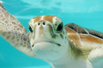 VIP Swimming Tour with Turtles, 3 Cenotes and Mexican Lunch.