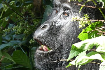  3 Days Adventure Bwindi Forest and Lake Bunyonyi