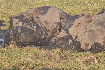 5-day Victoria falls Zimbabwe, livingstone Zambia & Botswana