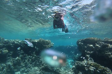 Private Snorkeling Experience in Aqaba Red Sea