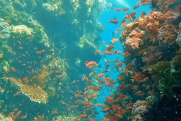 Private Full Day All Inclusive Try Scuba Diving from Makati City