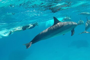Sataya Dolphin House Adventure by Luxury Boat with Lunch
