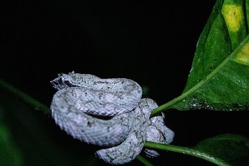 Night Adventure in the Wild Talamanca