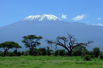 Amboseli National Park and Masai Village Day Trip From Nairobi