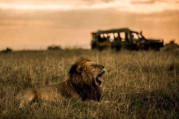 Thrilling 3-Day Private Safari in Masai Mara 