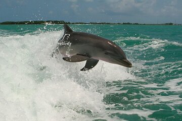 Private Yacht Cruise to Dolphin House with Lunch in Hurghada