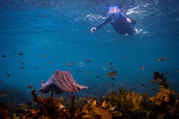 Snorkeling To Discover Sydney's Underwater Wonders