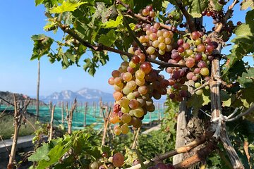 E-Bike tour in Sorrento Peninsula and wine tasting