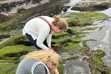 San Diego Tide Pool Tour
