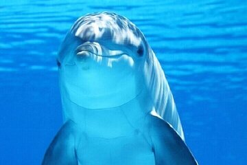 Swim With the Dolphins for 30 Minutes W/Transfer- Sharm El Sheikh