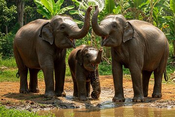 Patong Highlight Elephant Sanctuary with Guide Tour 