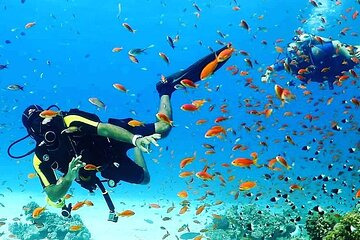 Coral Gardens Full Day Snorkeling & Diving with Lunch– Marsa Alam