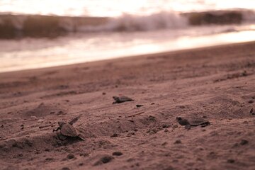 Release of Sea Turtles in Camp Tortuguero 