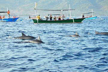 North Bali Dolphin Watching and Snorkeling Tour