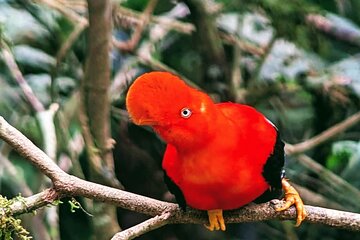 Manu jungle tours from Cusco (2 days).