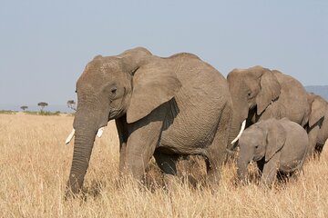 2 Days Safari to Amboseli National Park from Nairobi
