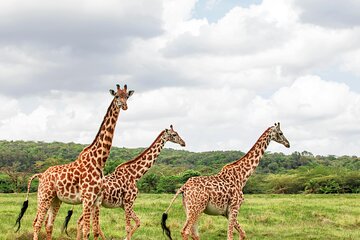 3 Day Kenya Wildlife Small Group Safari from Nairobi