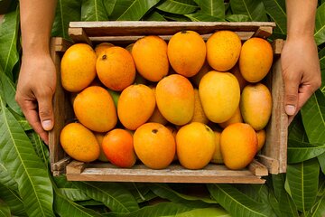 Mexico's Tropical Fruit Guided Tasting in Playa del Carmen