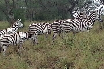 1 Day Nairobi National Park and Giraffe Centre Tour