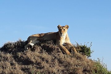 4 days 3 nights Masai Mara Game Reserve and Lake Nakuru 