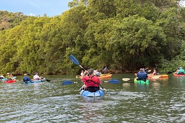 Mangrove River Kayak Tour Samara and Carrillo