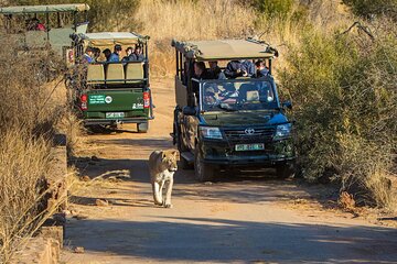3 Days Pilanesberg National Park Shared Bus Tour