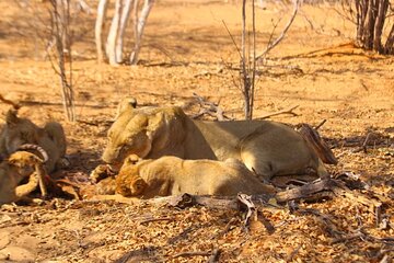 Chobe National Park Full Day Safari Tour