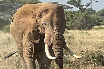 Private Full Day Tour to Amboseli from Nairobi