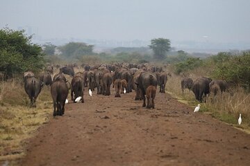 Private Half Day Tour at Nairobi National Park