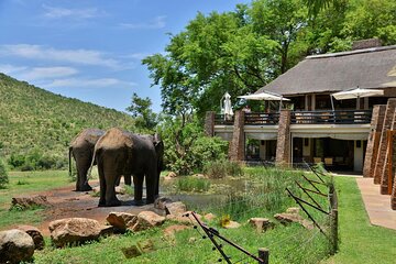2 Day Pilanesberg Safari at Kwa Maritane Lodge