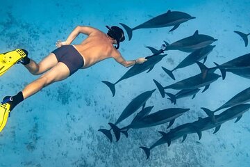 Marsa Alam: Sataya Dolphin Reef Snorkeling Trip with Lunch
