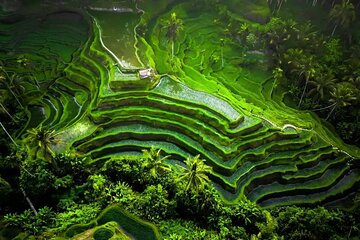Private Full Day Tour in Enchantment of Ubud