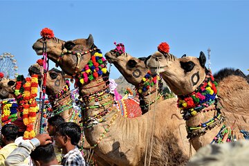10 Days Rajasthan & Golden Triangle with Tiger Safari Tour by Car