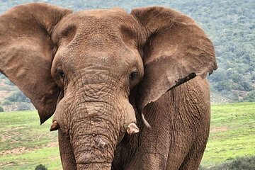 Addo Elephant National Park and Coastal Tour 