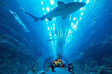 Dubai Aquarium and Underwater Zoo with Penguin Cove