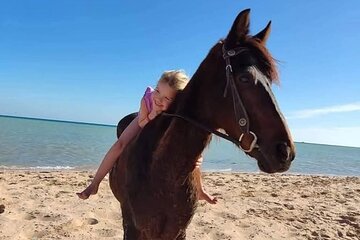 Horse Riding 1 Hour in Nabq Bay beach W/Transfer- Sharm El Sheikh