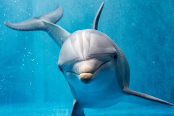 15 Min Swim with the Dolphins with Transfers - Sharm El Sheikh