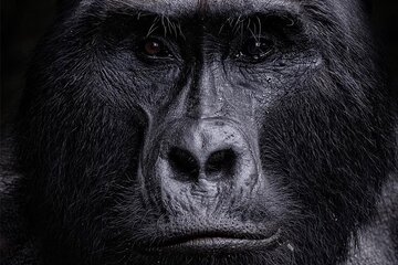 2 Days Uganda Gorilla Trekking in Bwindi via Kigali Rwanda