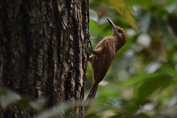 Guided Bird Watching Tour in TOH Nature Reserve
