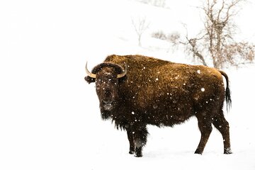 Bear Sanctuary and Bison Reservation Tour