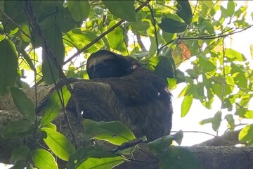 Kayaking tour watching animals and Miracle Fruit!