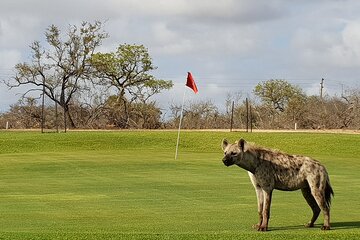 Kruger Park Safari and Skukuza Golf Experience