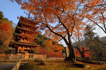 Kamakura and Enoshima Day Tour from Shinjuku