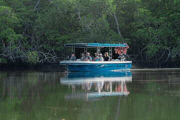 Tamarindo Estuary Boat Tour
