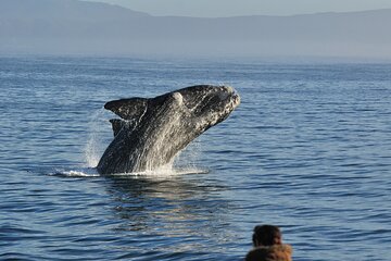 Whale Watching, Wine tasting and Penguin colony visit Guided tour