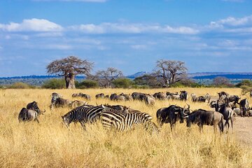 Tarangire Day Safari with Private Guide & Open Jeep Experience