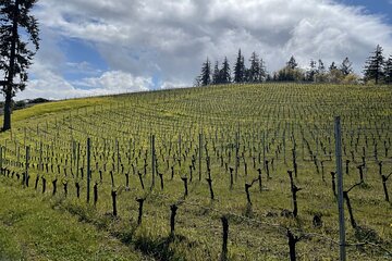 Sommelier Guided Wine Tours of SF Wine Country