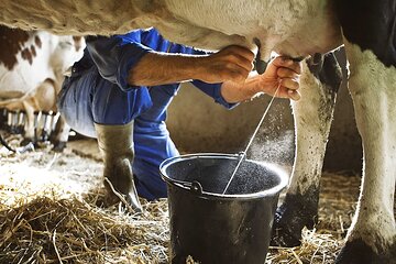 Amalfi: Milk cows, make pasta, mozzarella and tiramisu!