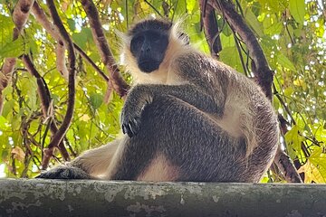 Barbados Private Guided Scenic Tour with Monkey Feeding