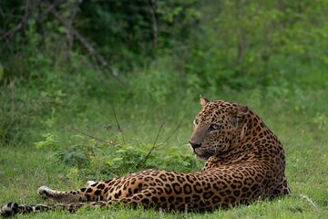 Private Jeep Safaris Tour in Yala National Park 